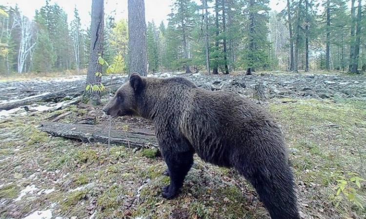 Медведи предчувствуют погоду, лучше синоптиков