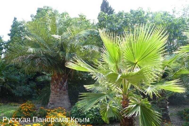 krym yalta alupka palmy ekologiya