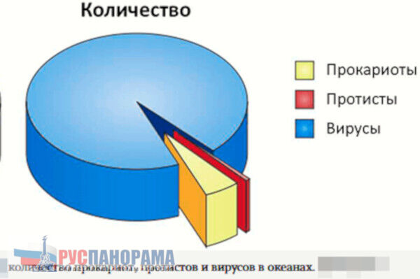 процентное соотношение количества организмов в океане, вирусы составляют более 90% всех в океане "живущих"