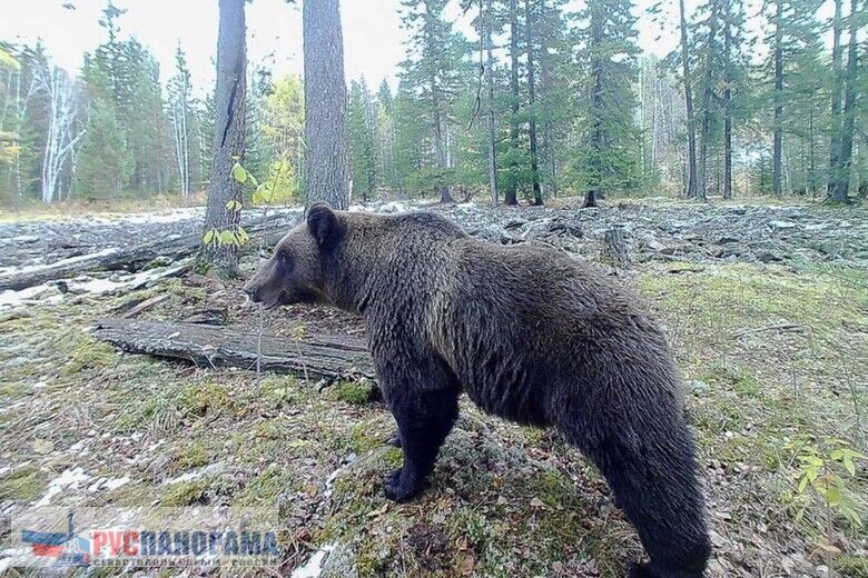 Медведи предчувствуют погоду, лучше синоптиков